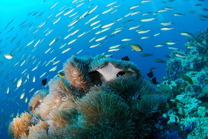 Ocean Breaths